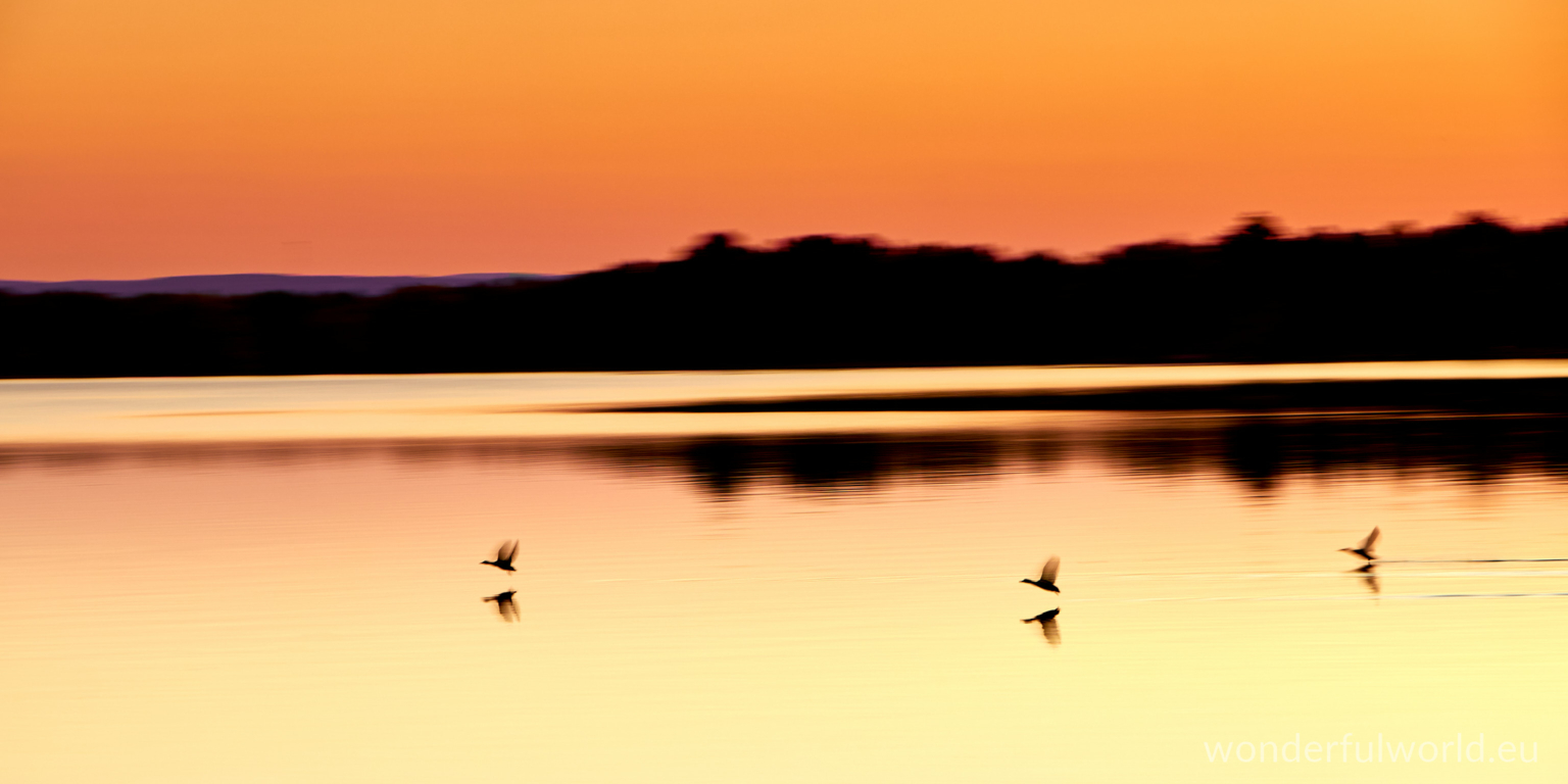 Duck at sunset