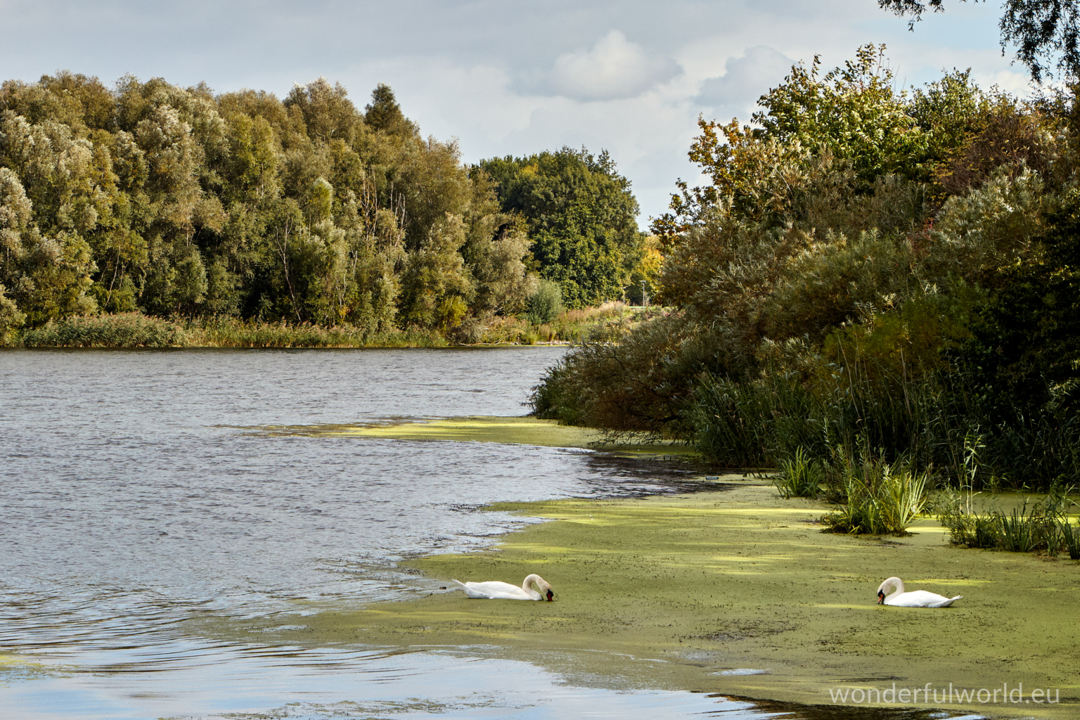 Swan on river