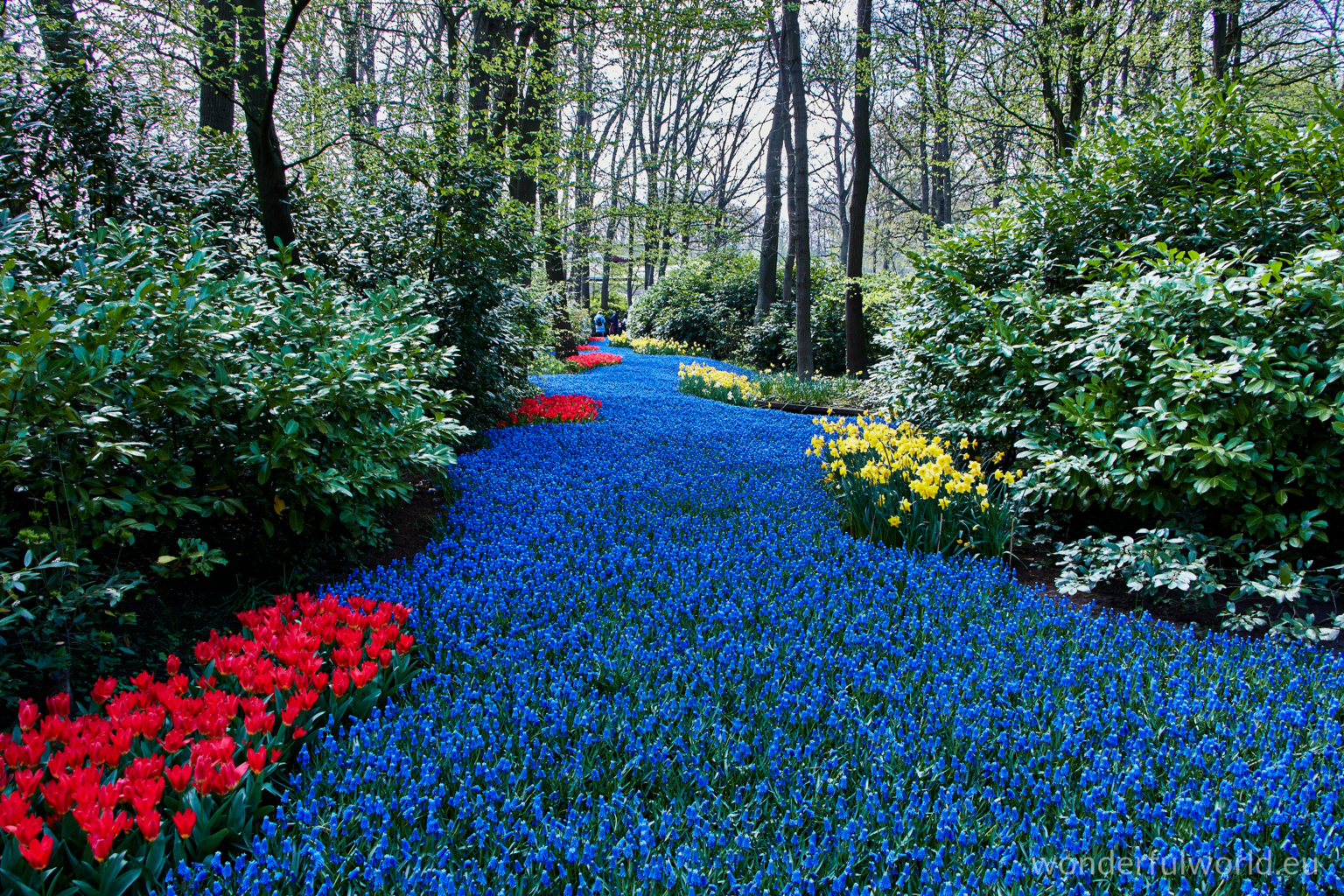 river of blossom